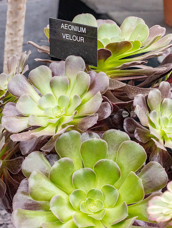 英国伦敦的Aeonium 'Velour'